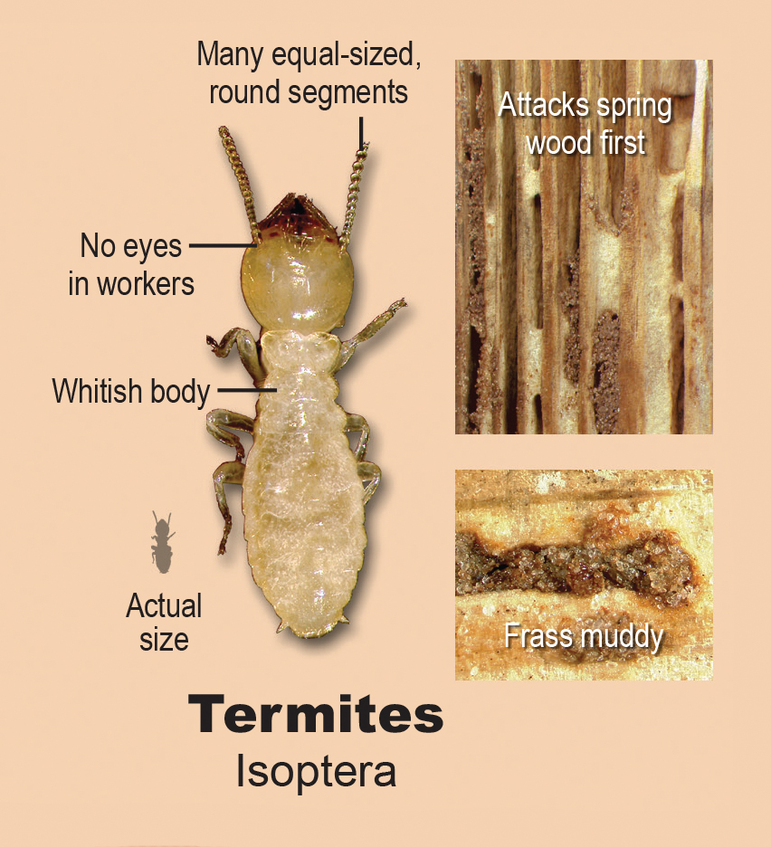 Home Inspections and Termites: An Overview For Consumers