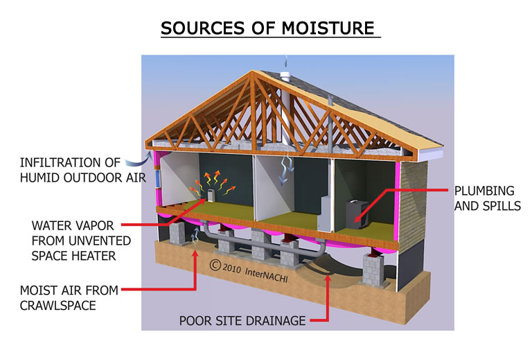 Mold In the Home and What To Do About It