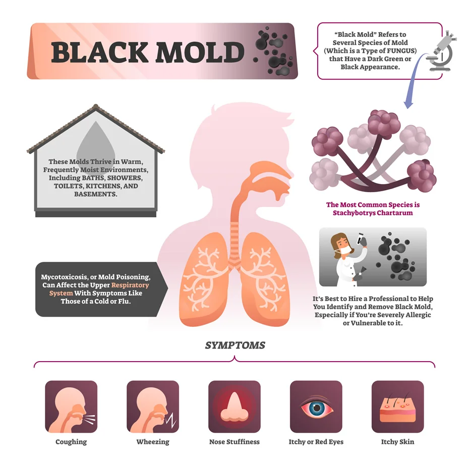 Should I Test My Home for Mold?